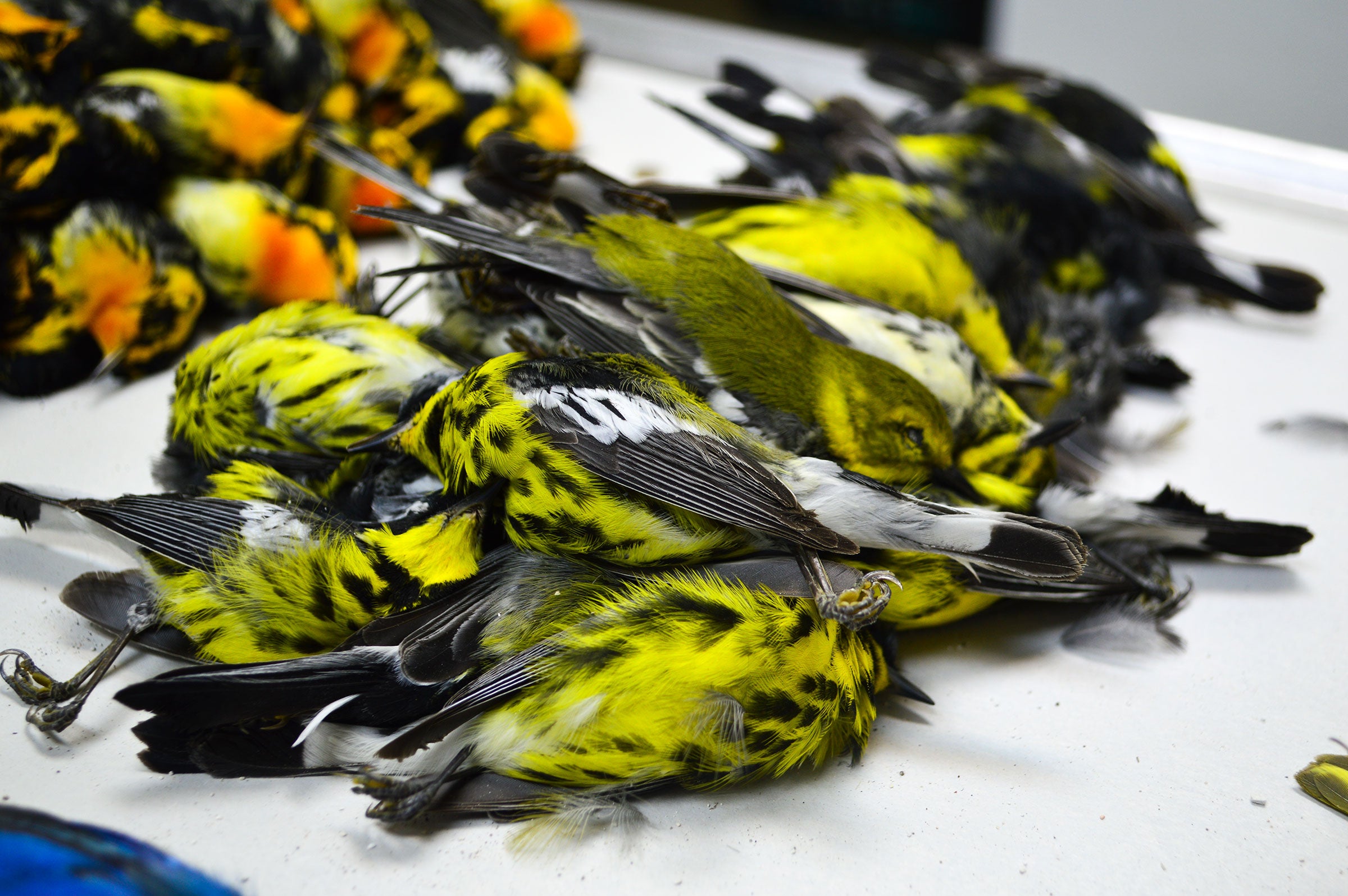 Magnolia Warblers were among the dead birds salvaged from last week's massive migrant crash. Josh Henderson