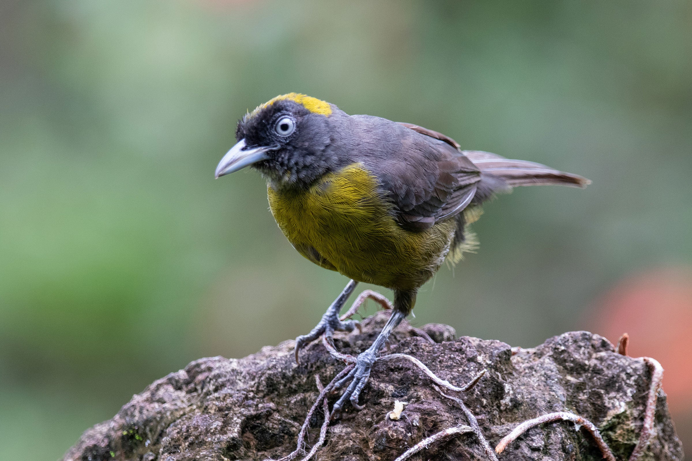 A yellow patch atop its head and on its belly stand out on this songbird's otherwise black body.