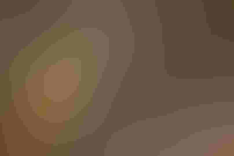 Great-tailed Grackle (female). Photo: Ray Wilson/Alamy