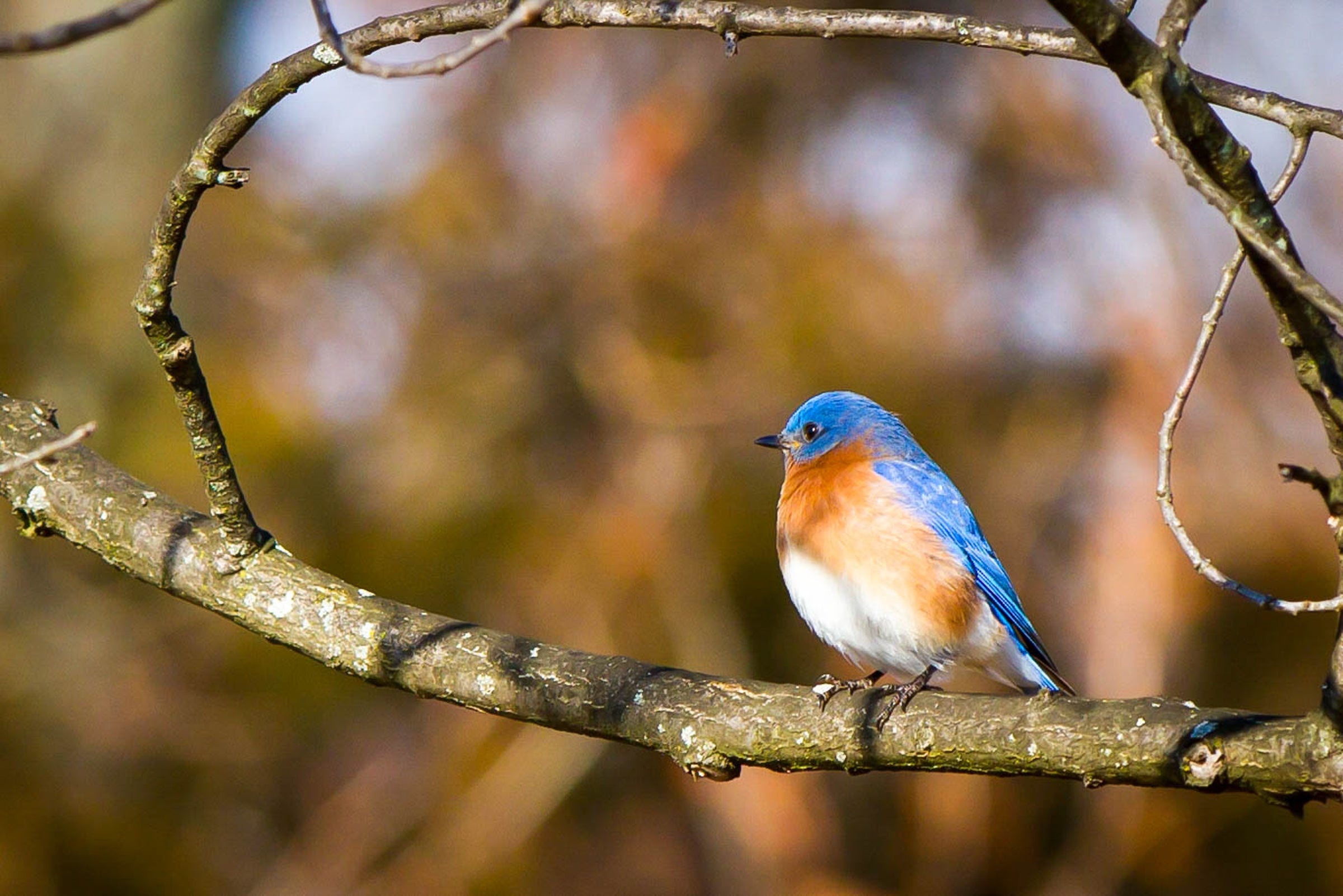 Eastern Bluebird Eastern Bluebird. Eastern Bluebird. Scott Birdsall/Great Backyard Bird Count