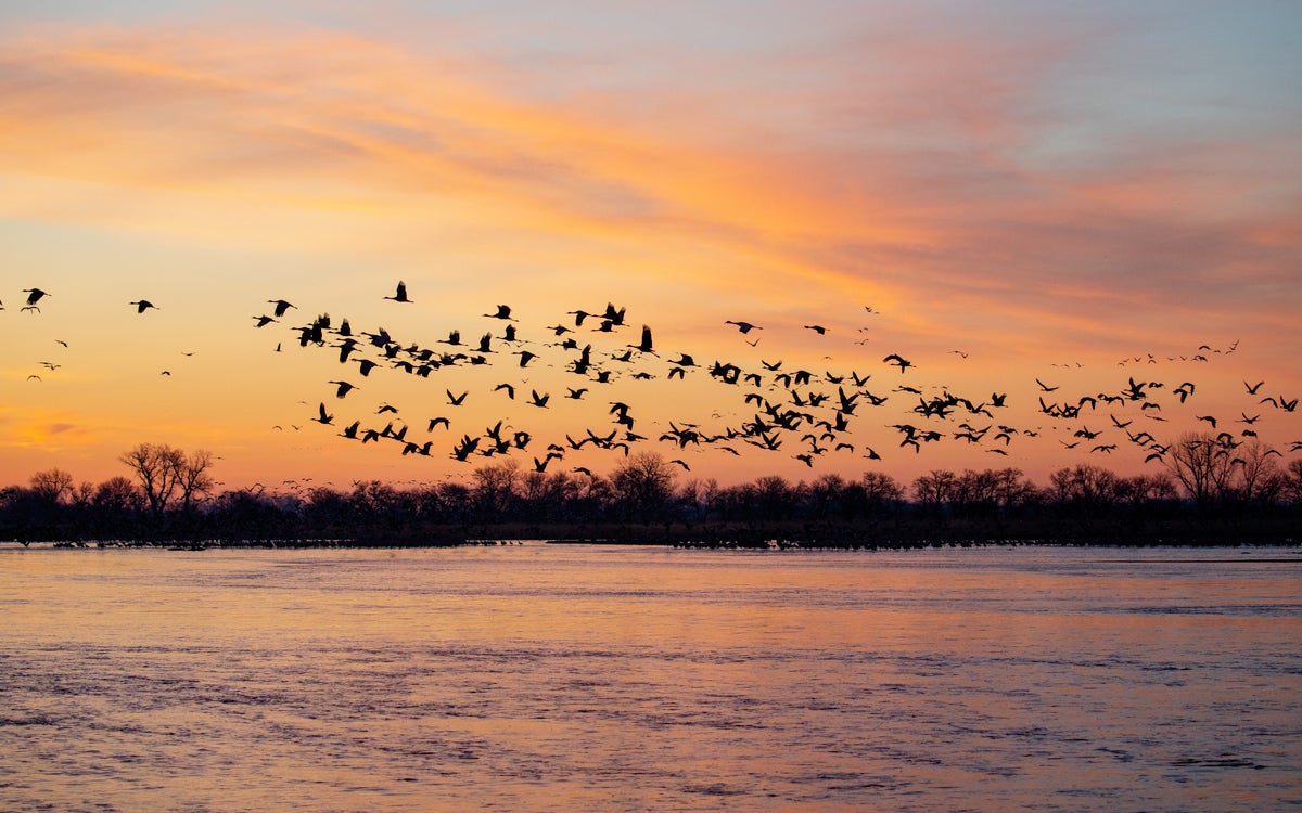 Sandhill Cranes on the Platte River in Nebraska. Mike Fernandez/Audubon