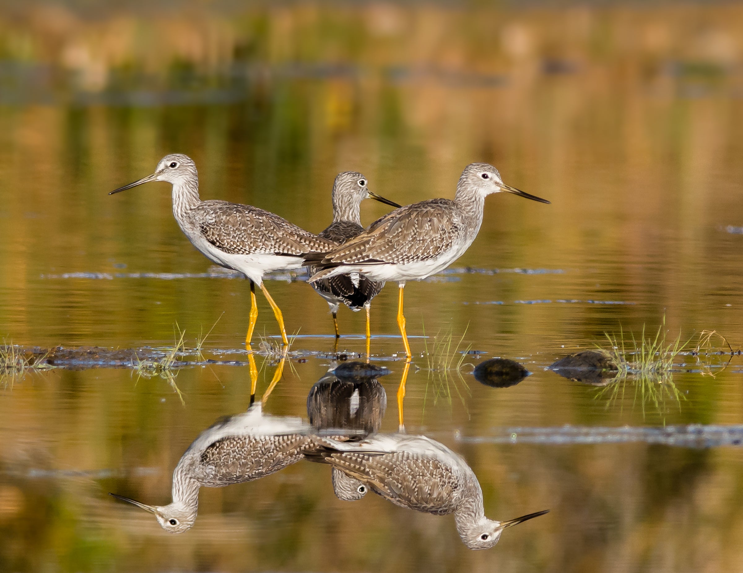 Three Greater Yellowlegs.