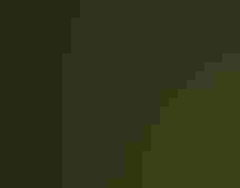 Andean Motmot.