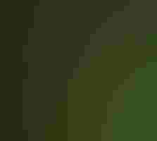 Andean Motmot.