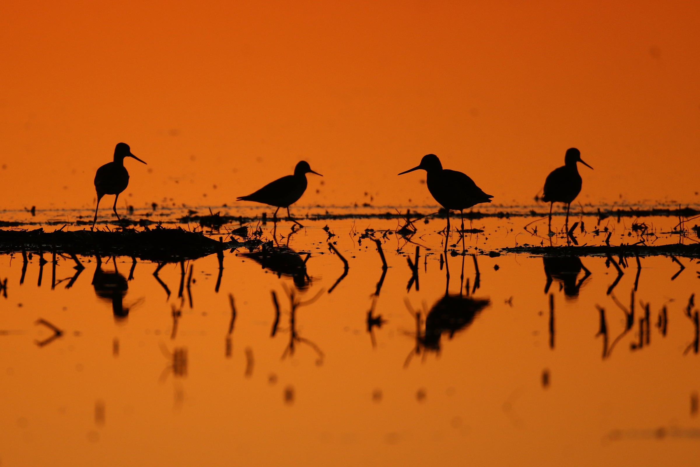 Greater and Lesser Yellowlegs migrate long distances.