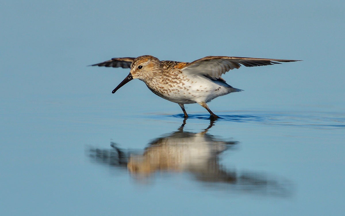 Western Sandpiper.