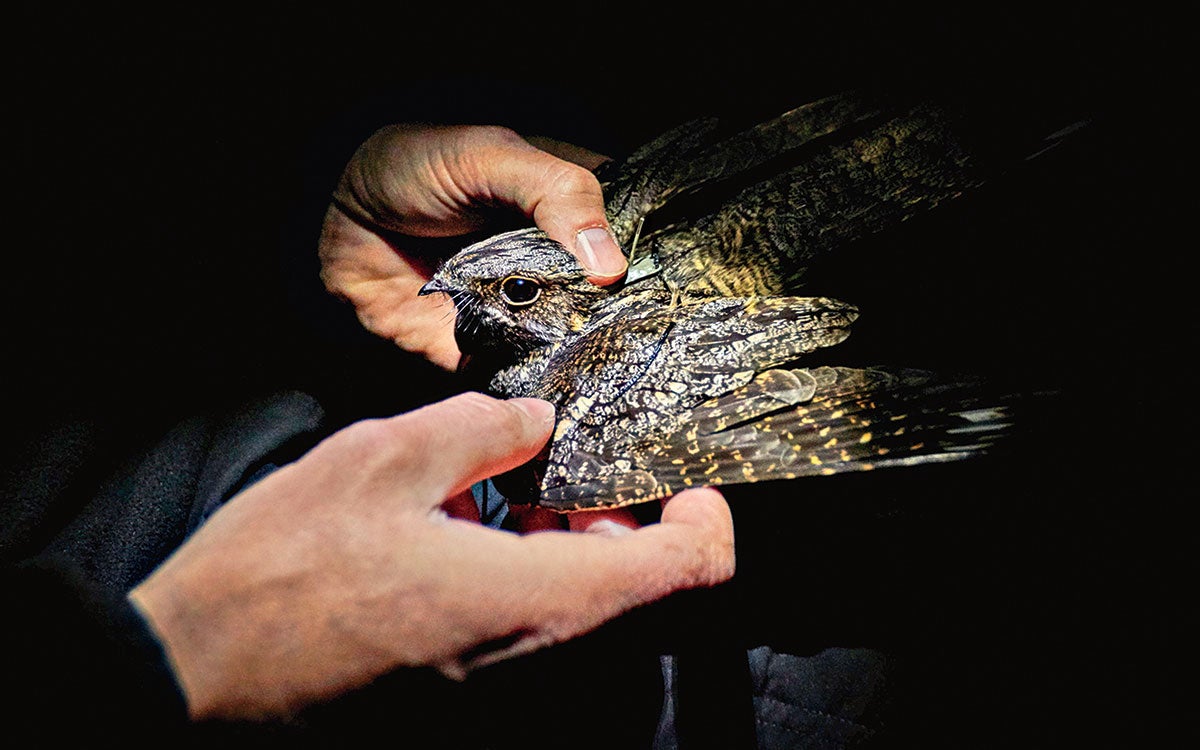 A nocturnal European Nightjar may time its migration to the lunar cycle, as data from a bird tagged in 2017 helped reveal. Photo: Aron Hejdstrom/Centre for Animal Movement Research at Lund University