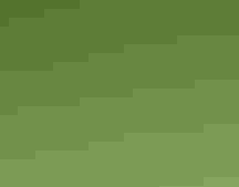 Least Bittern