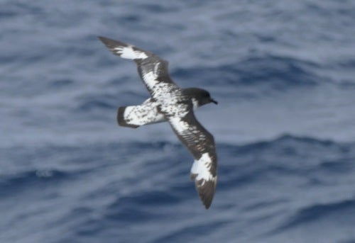Cape Petrel. Noah Strycker