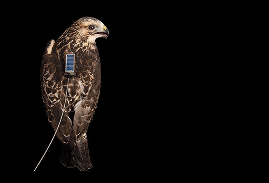 How to Tag a Raptor | Audubon