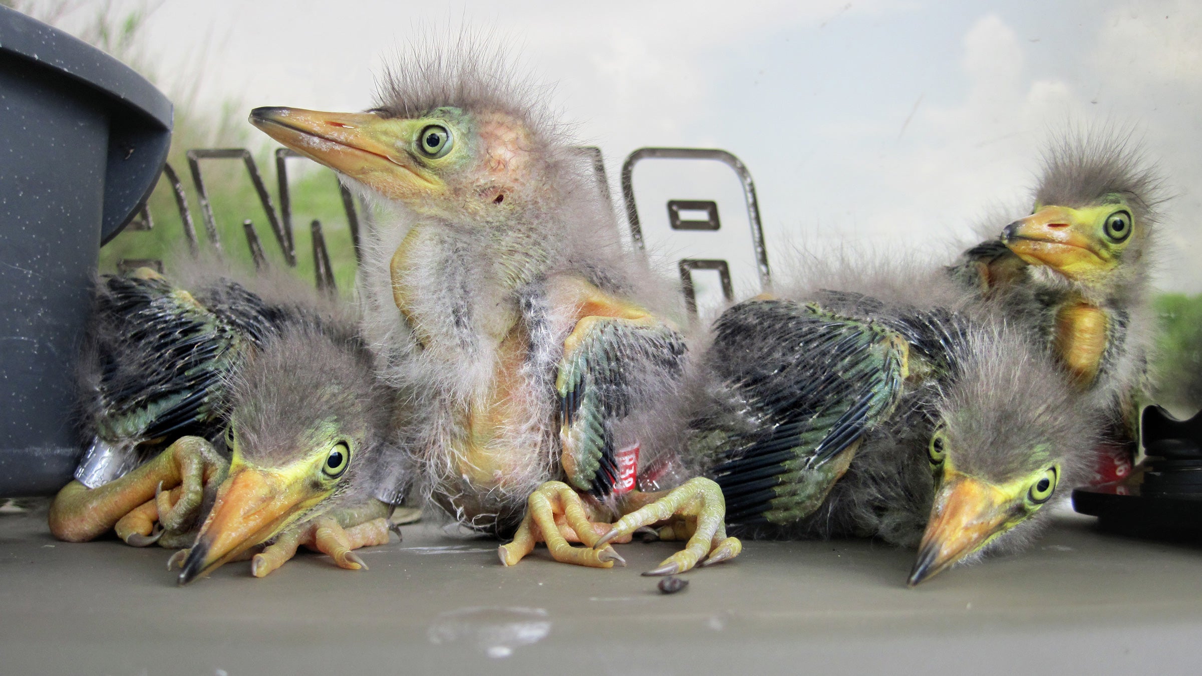 Karen A Westphal_Green Heron
