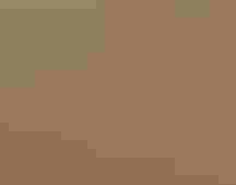 Lesser Prairie Chicken