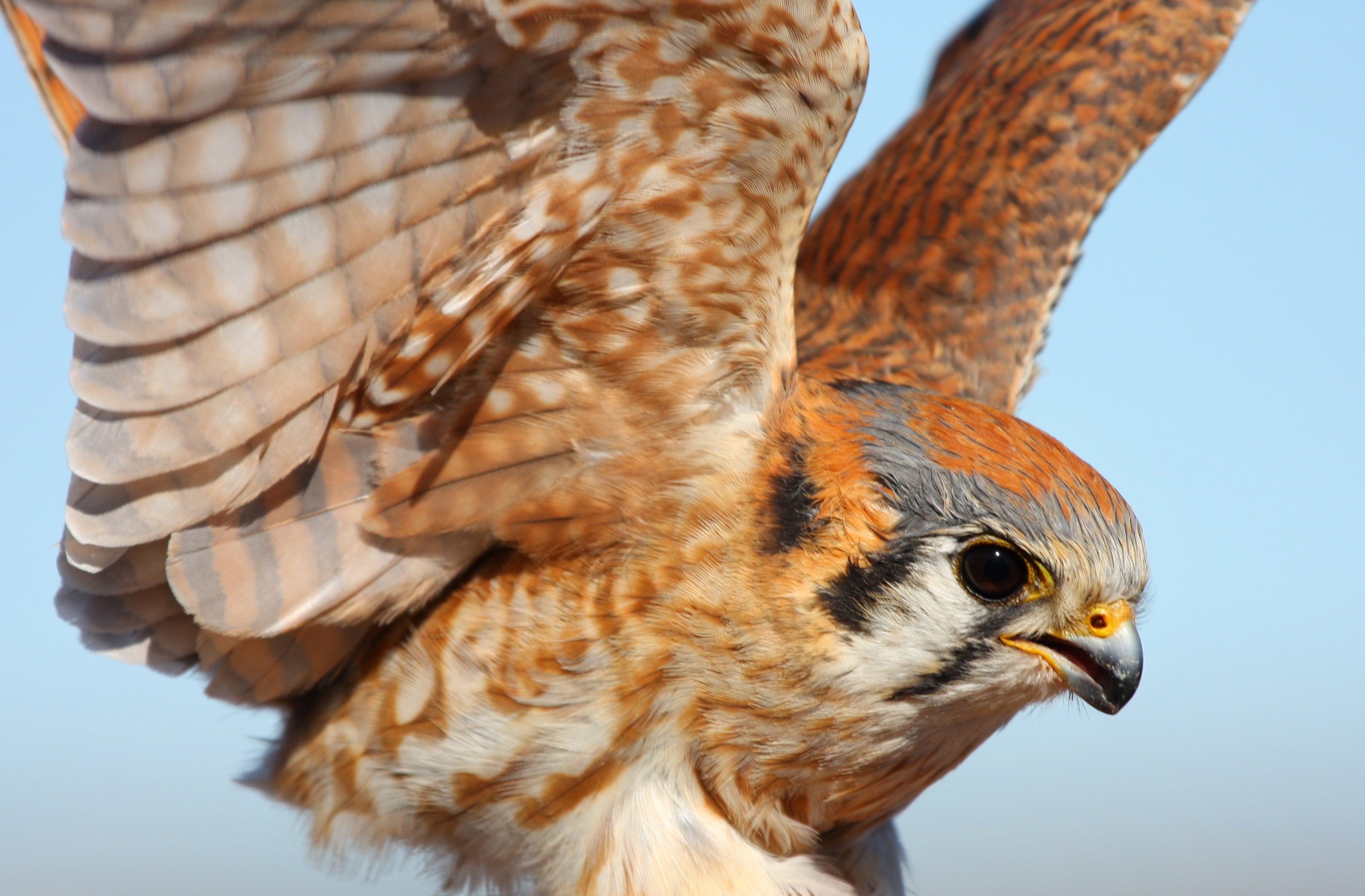 American Kestrel
