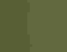 American Robin
