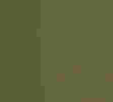 American Robin