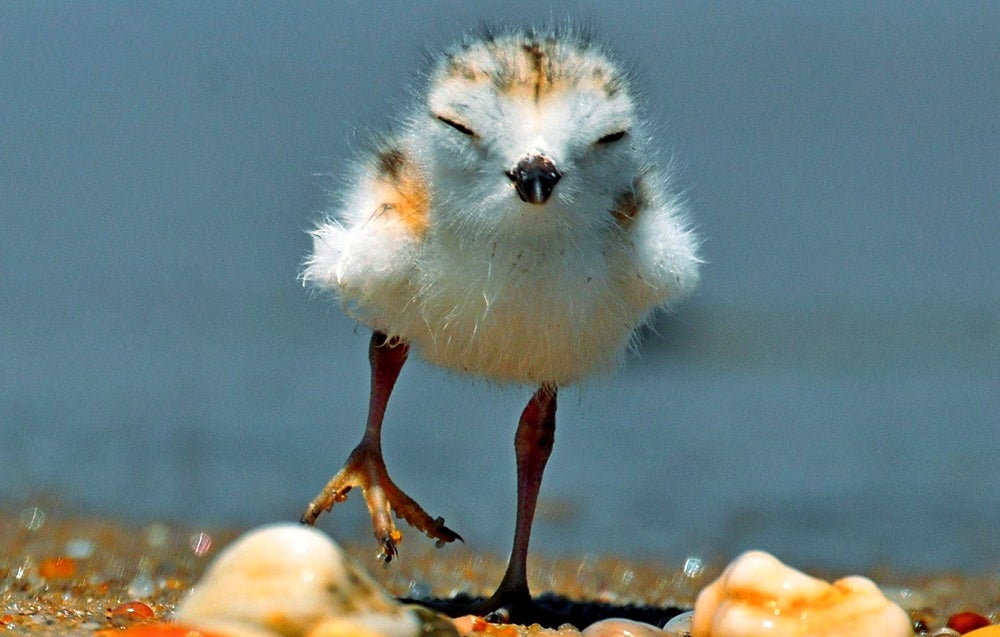 Piping Plover chick | Venu Challa/�ԹϺ��� Photography Awards