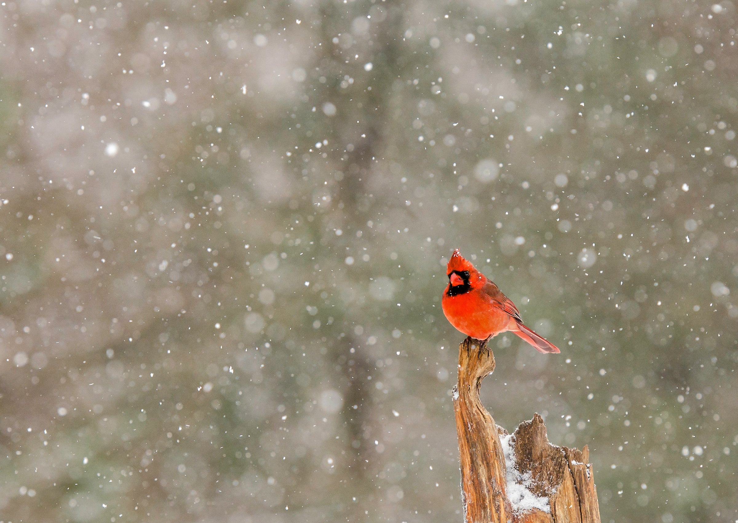 Northern Cardinal in the snow