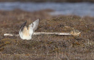 Buff-breasted Sandpiper.