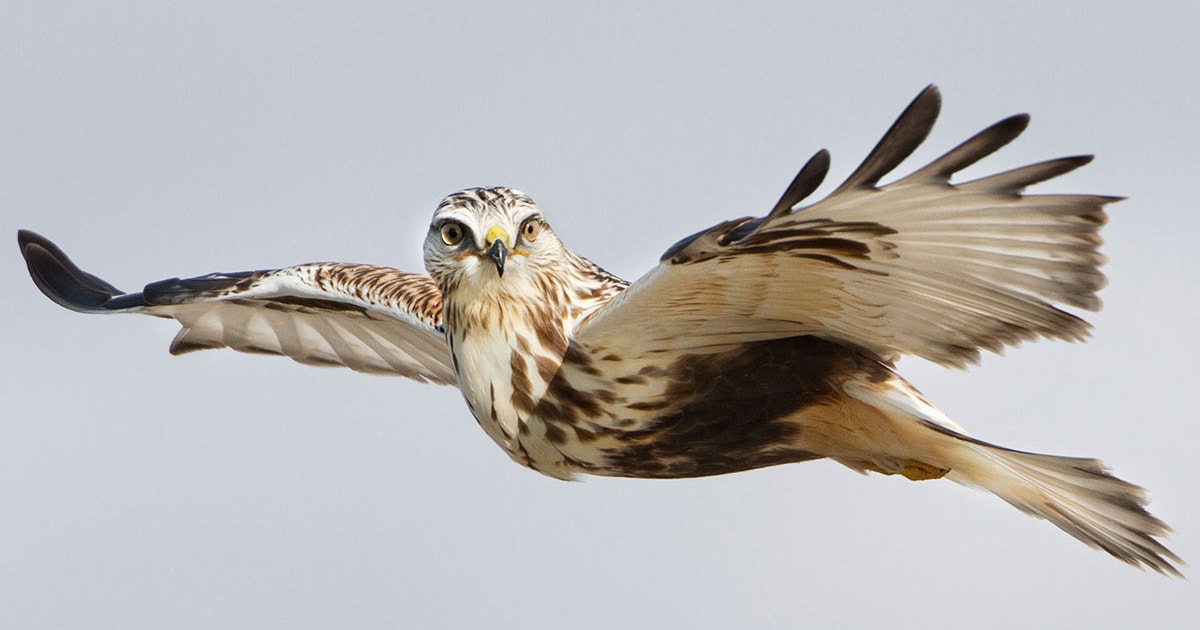 Five Handy Tricks for Photographing Raptors in Flight | Audubon
