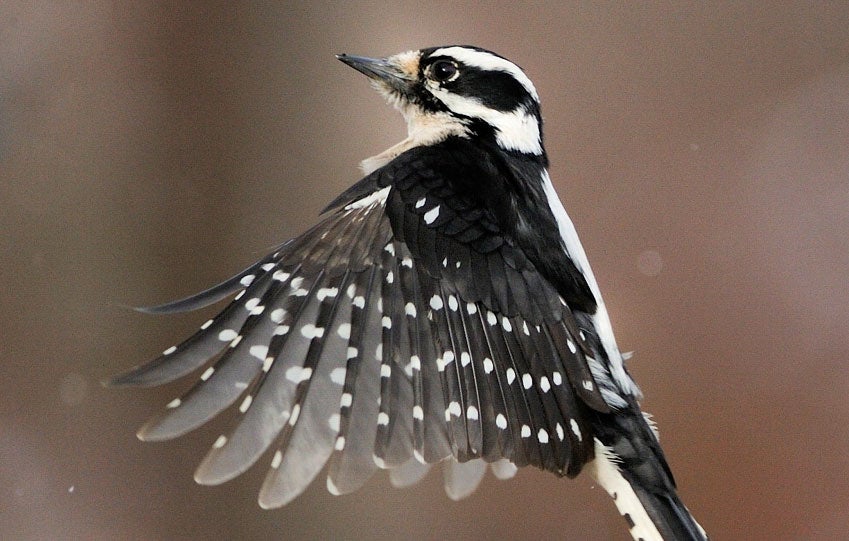Why Downy Woodpeckers Are The Friendliest Woodpeckers Audubon