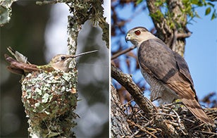 www.audubon.org