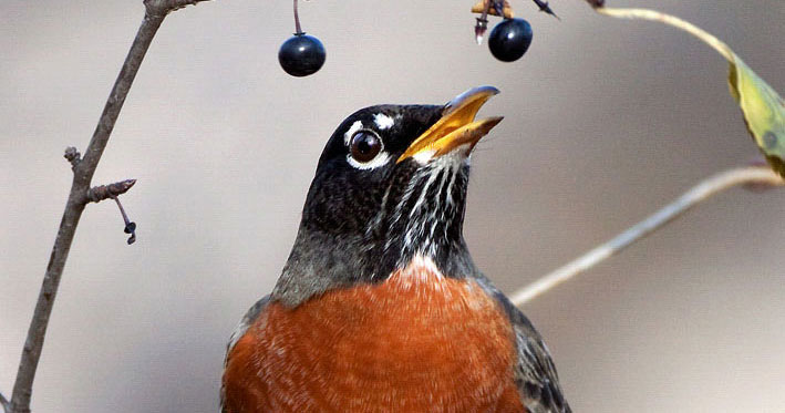 Hear the Robin's Intricate Evening Song Slowed Down | Audubon