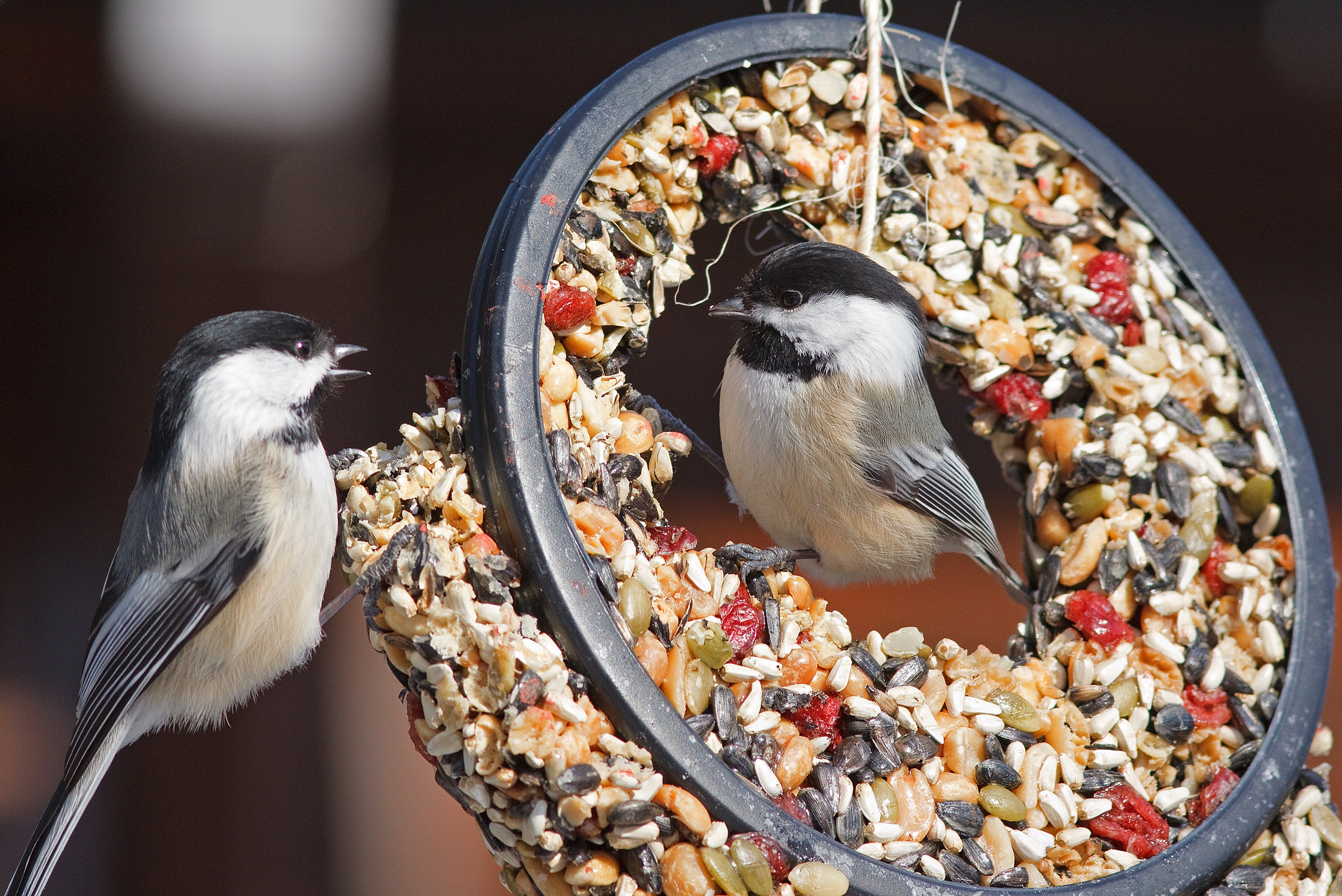 Want to Attract Beautiful Backyard Birds? Try These Tailored Recipes ...
