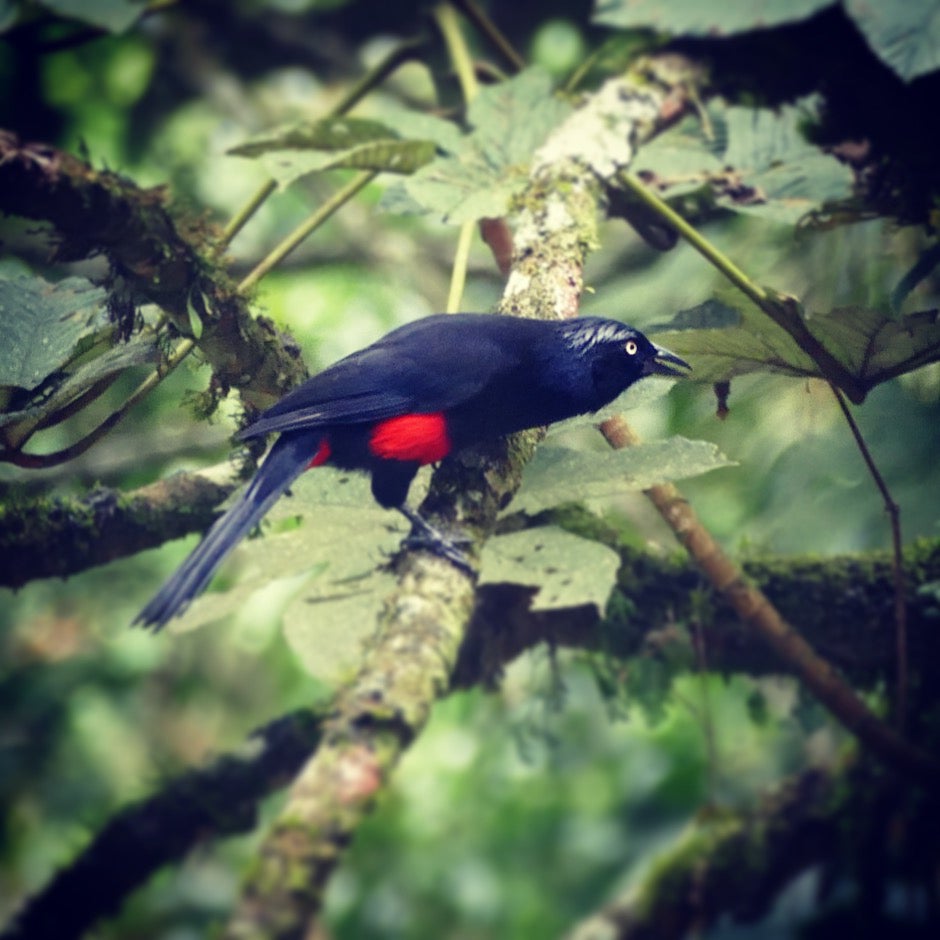 A Red-bellied Grackle peers over the edge of its nest at La Romera near Medellin. Noah Strycker