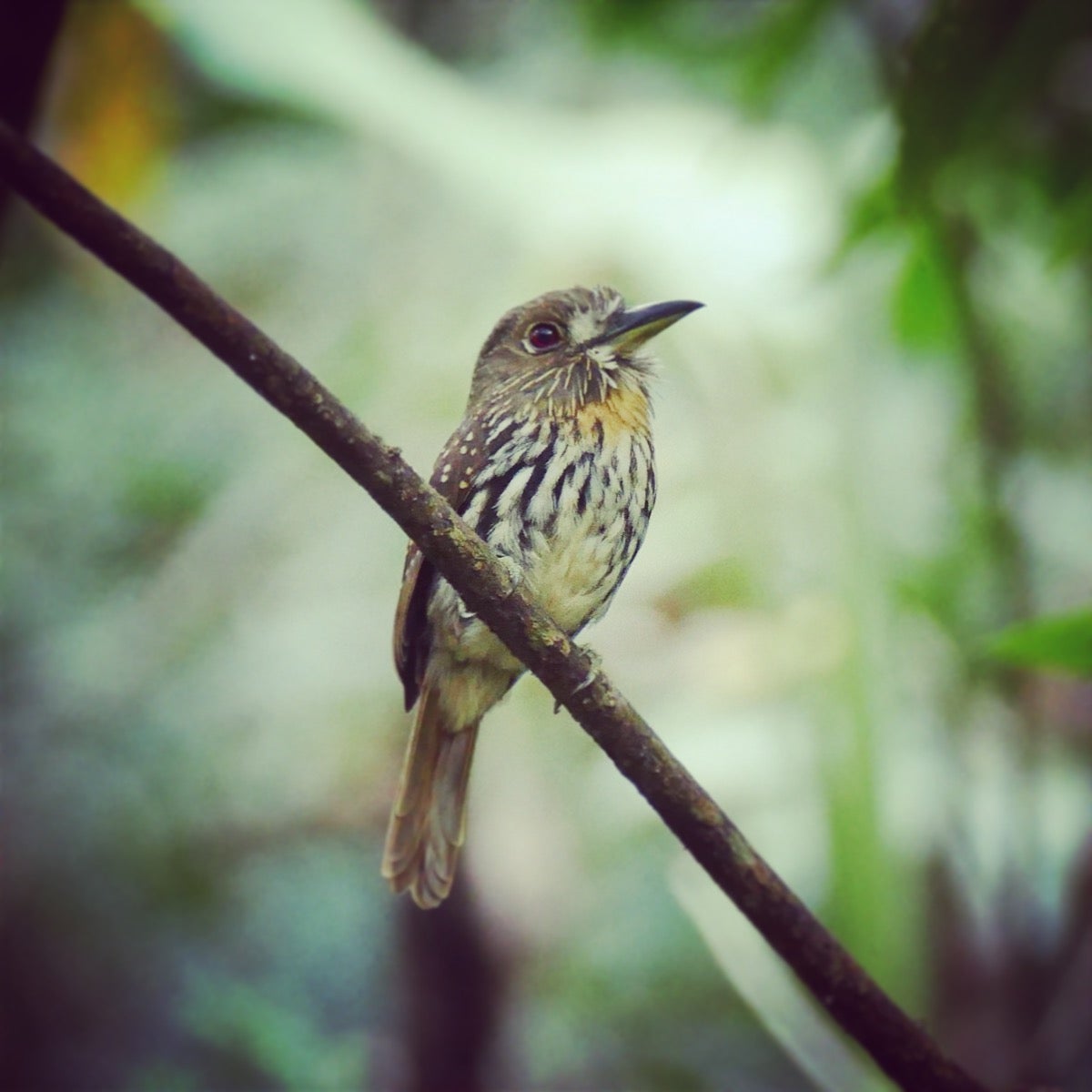 Noah's view of a White-whiskered Puffbird at the San Francisco forest. Noah Strycker