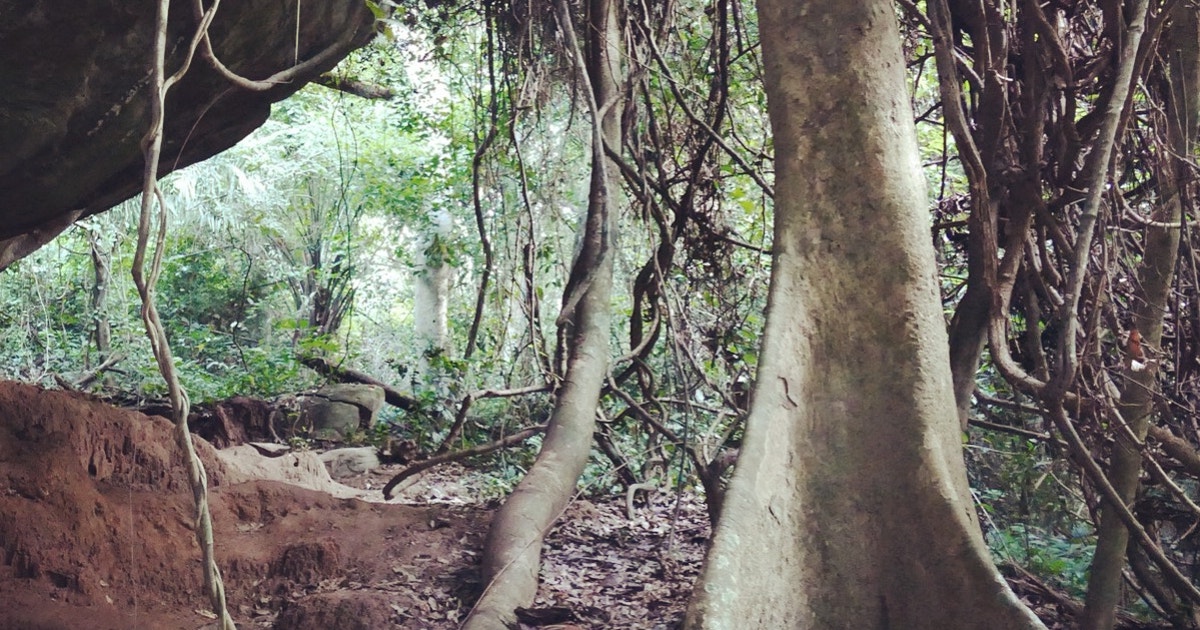 Day 178 The Picathartes Audubon