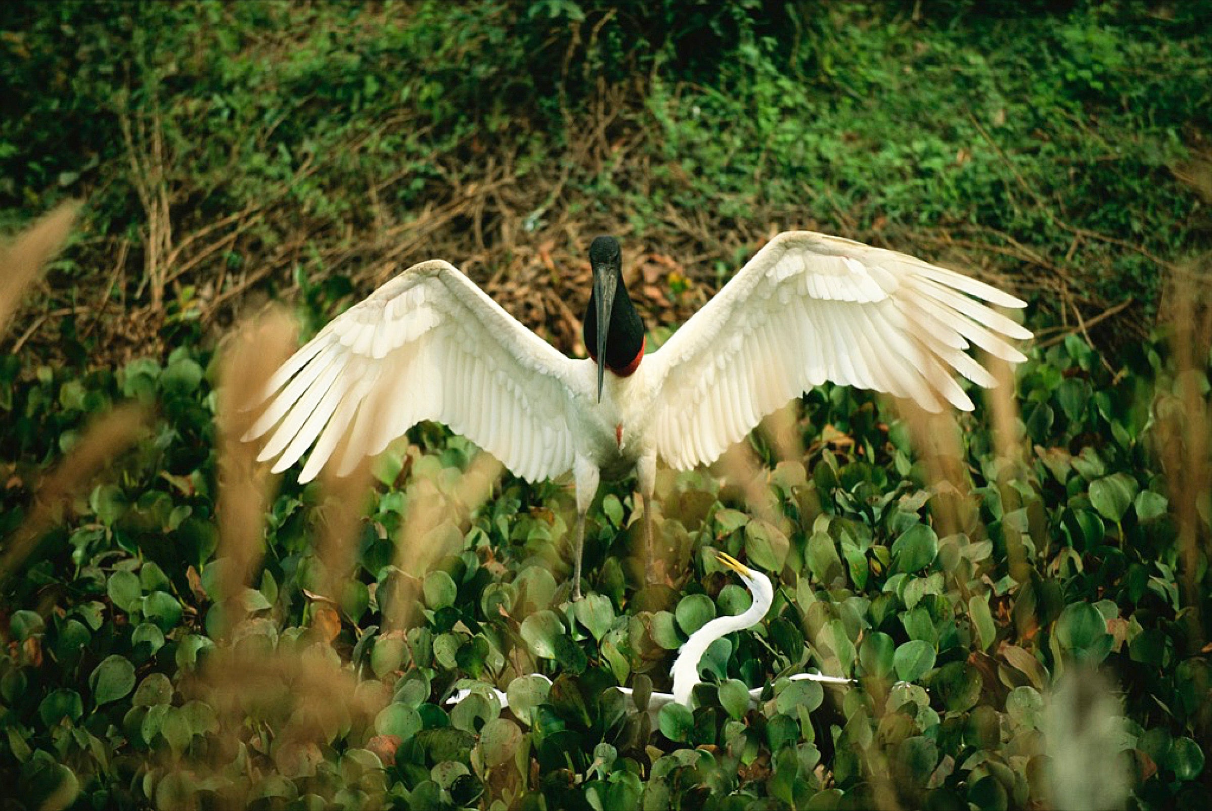 Green anaconda clutching and killing a Great Egret and a Jabiru Stork. Joel Sartore