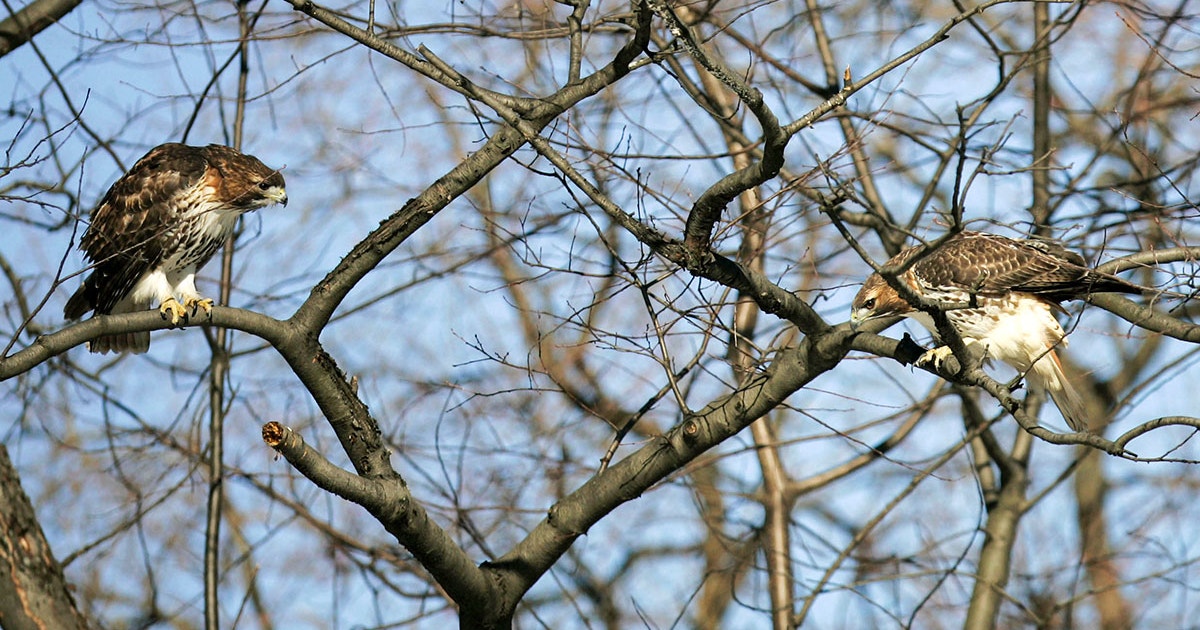 2 Female Raptors Most Female Raptors Are Bigger and Stronger Than Males, but Why? | Audubon