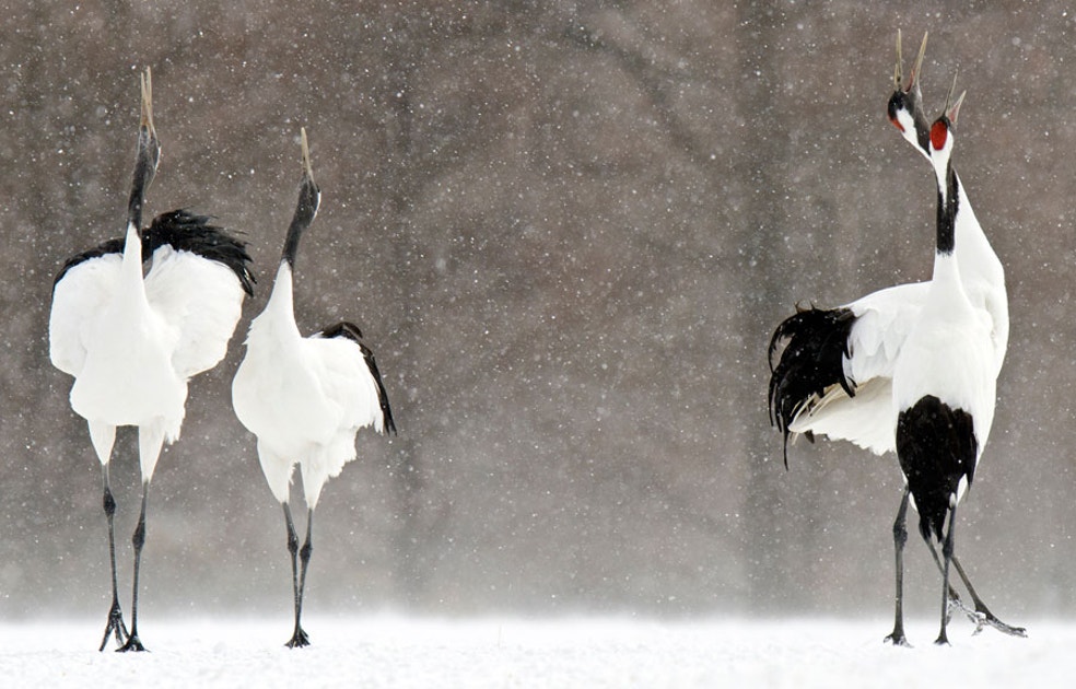 What Birds Tell Us About Climate Change's Threats