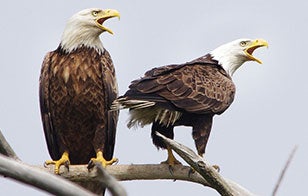 Bald Eagles