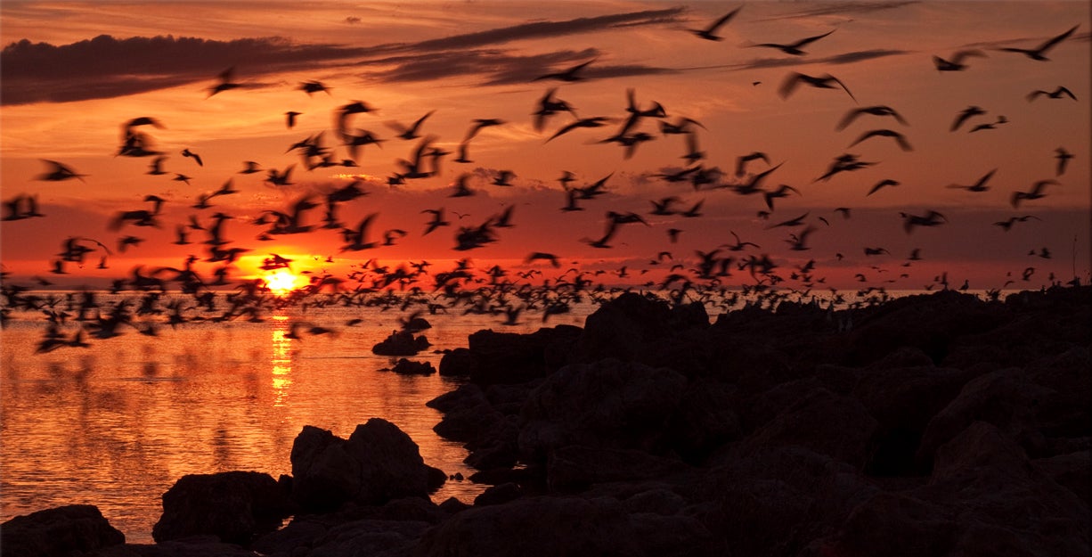 Great Salt Lake. Photo: Scott Law/Flickr CC