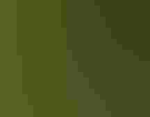 Vermilion Flycatcher | Camilla Cerea/Ô¼ÅÚÊÓÆµ