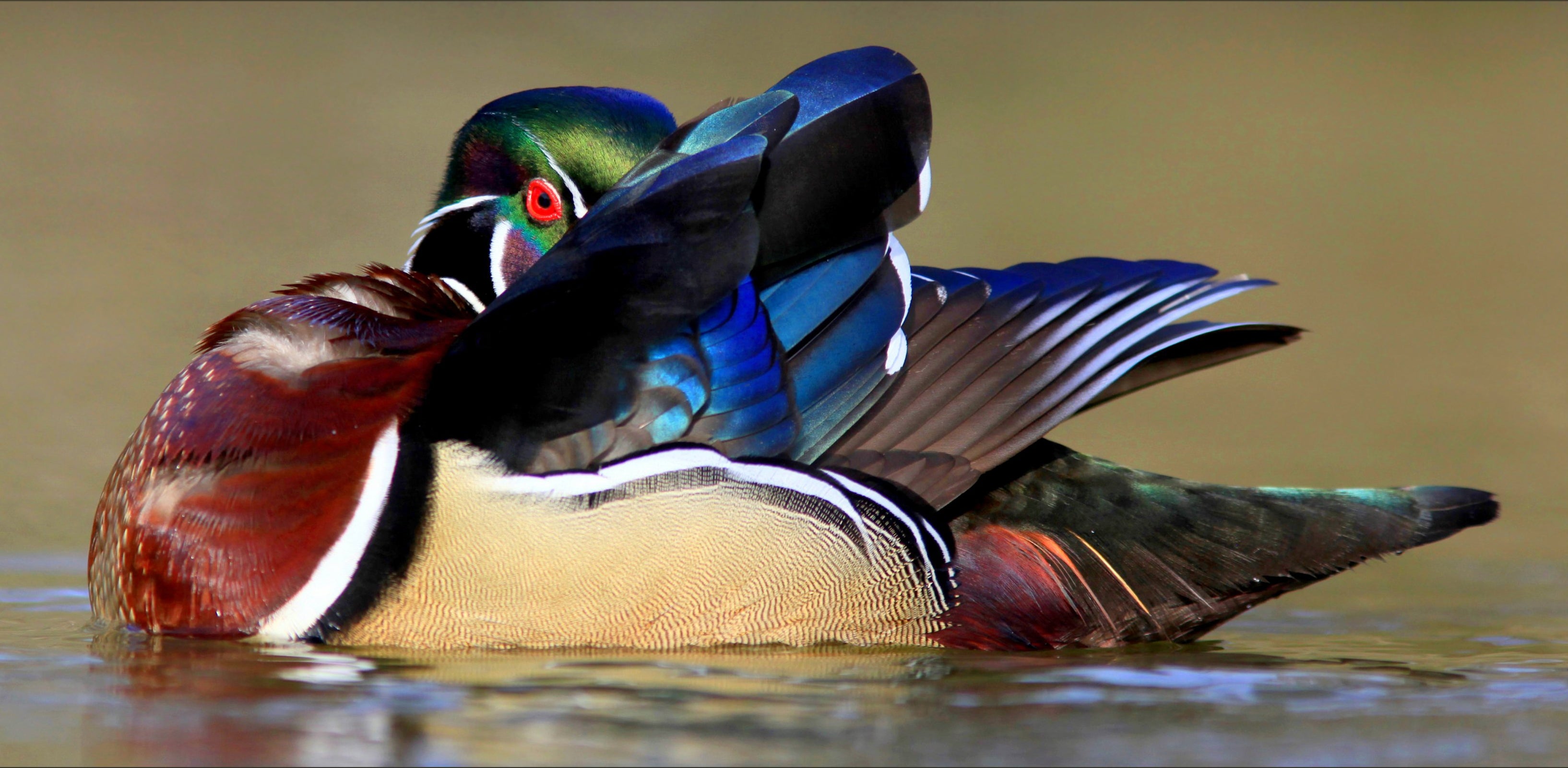 wood duck