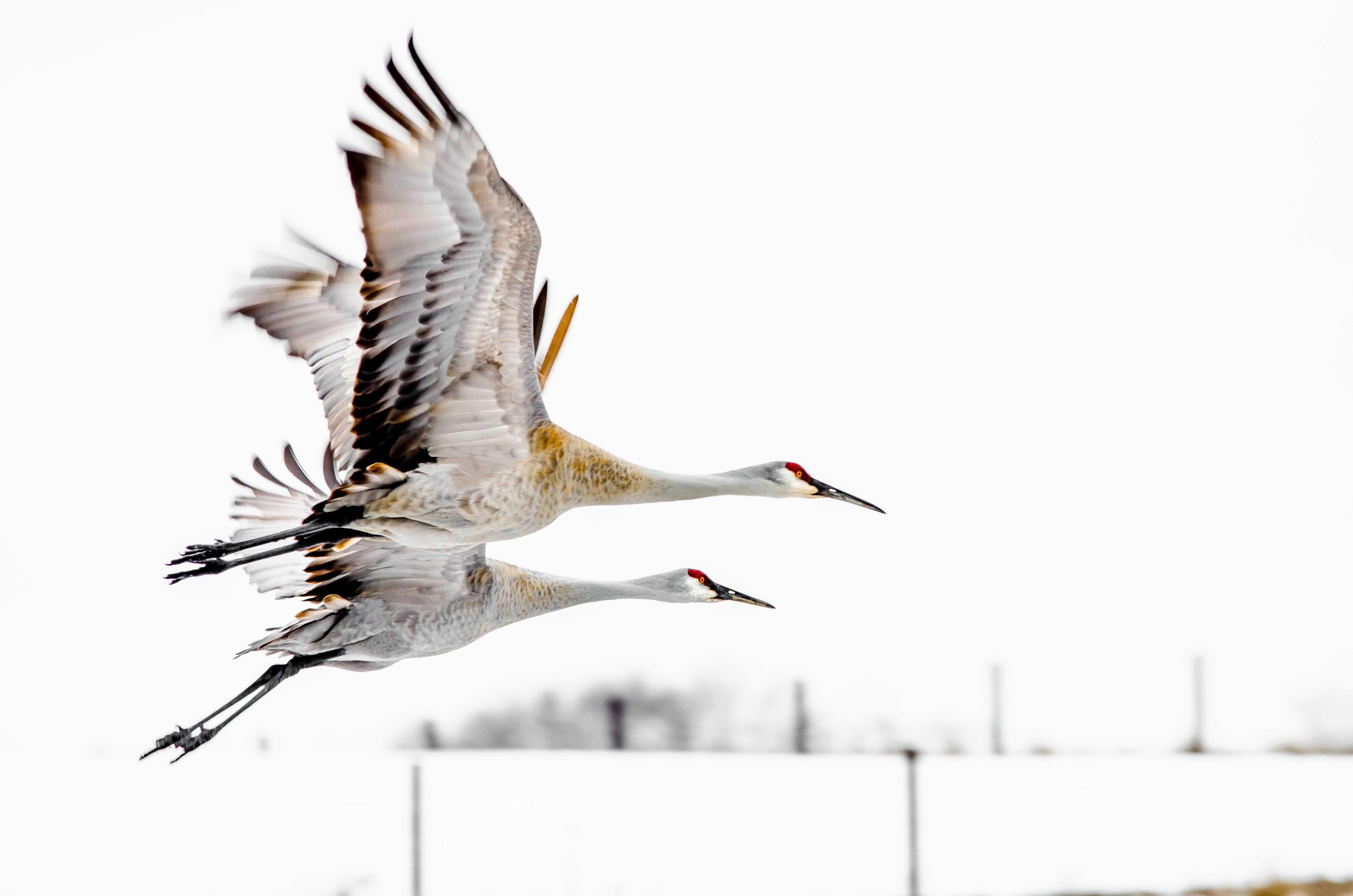 Sandhill Cranes. Lynne Kasey/Audubon Photography Awards