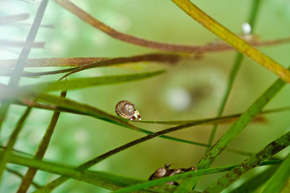 Mini Crustaceans Tiny Crustaceans Play Big Role In Marine Ecosystems | Audubon
