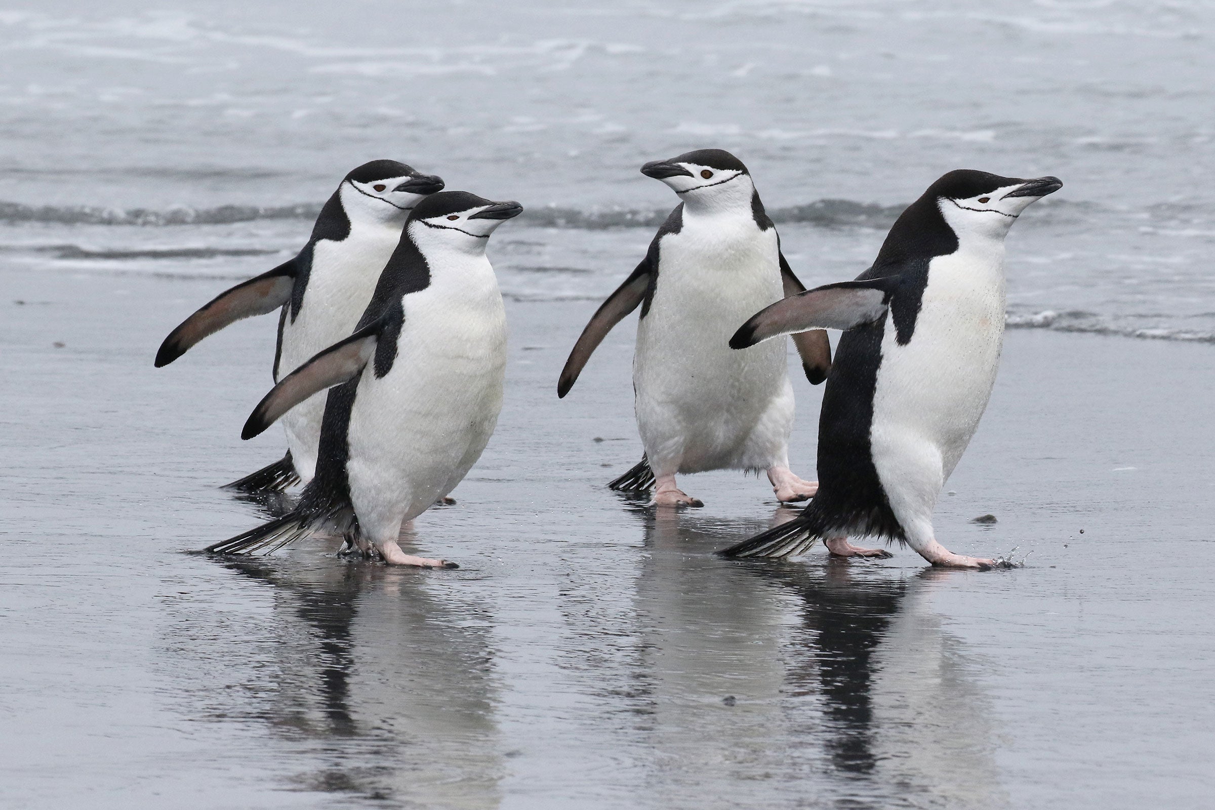Chinstrap Penguins run in the surf on Elephant Island. Few of the charismatic seabirds have encountered humans before, so they remain curious and unafraid. Noah Strycker