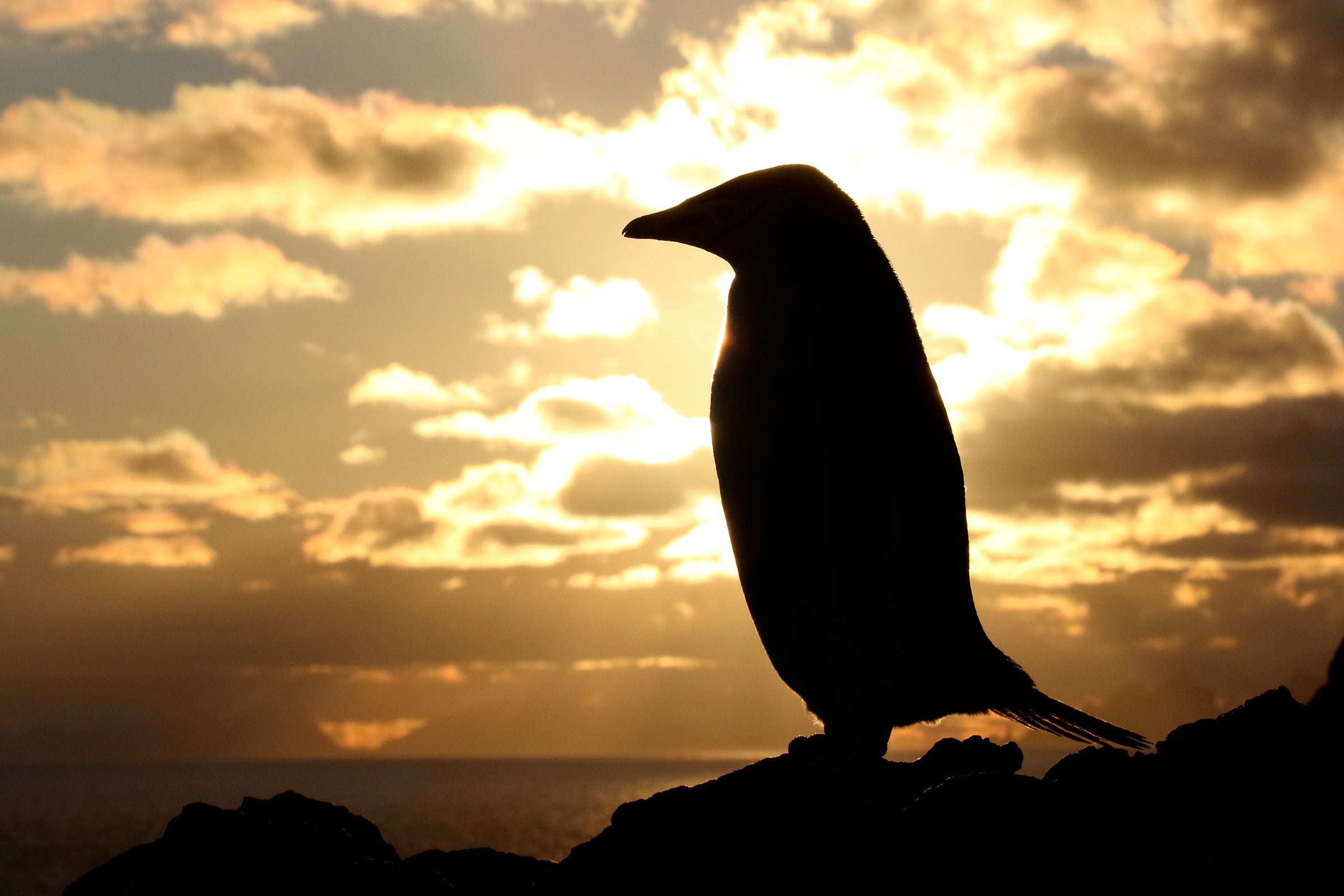 Chinstrap Penguins come ashore to breed during the austral summer, with most of them clustered on islands around Elephant Island off the Antarctic Peninsula. Noah Strycker