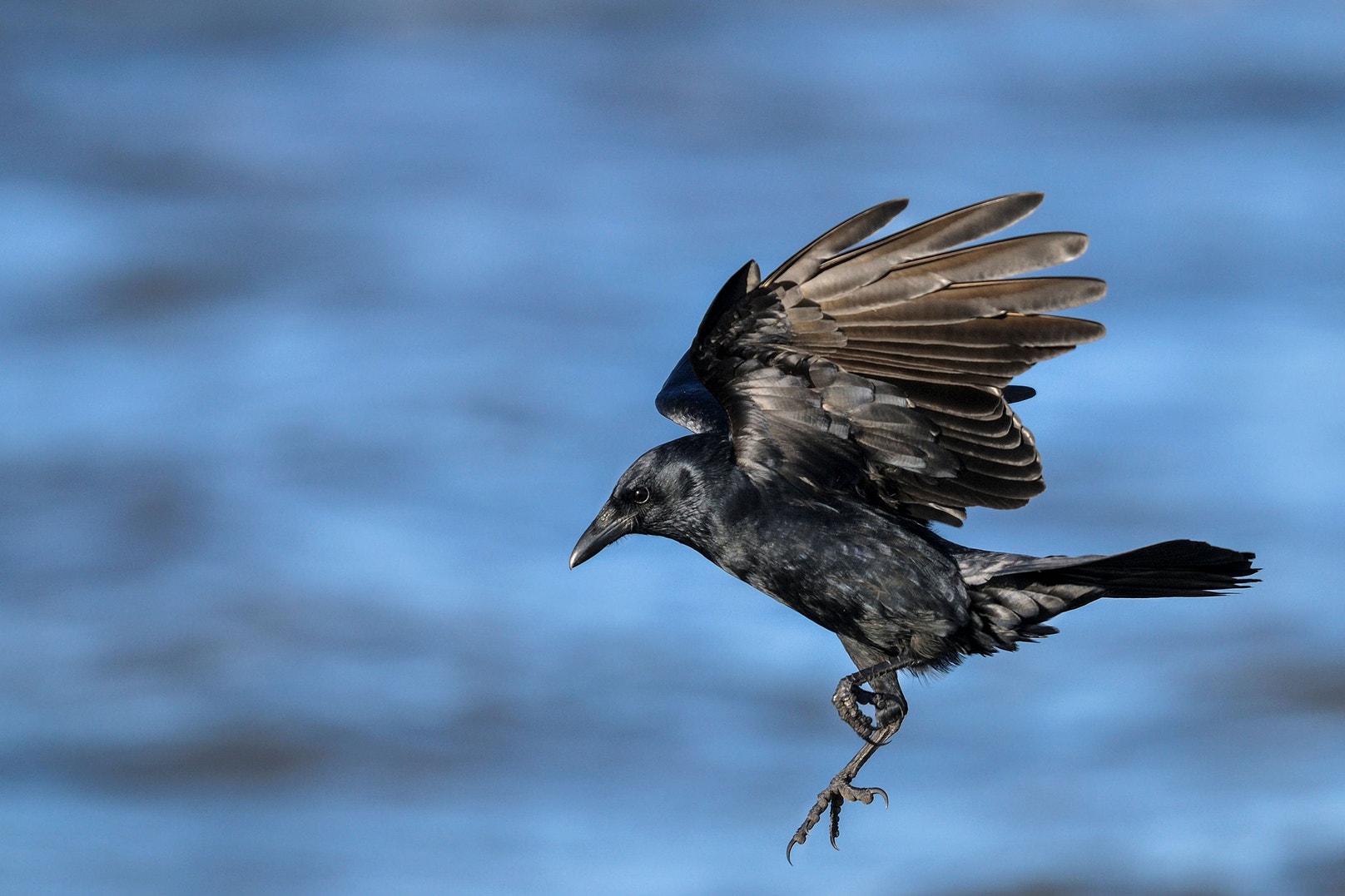 Crows Know 8 Captivating Facts About Crows – FDOMF