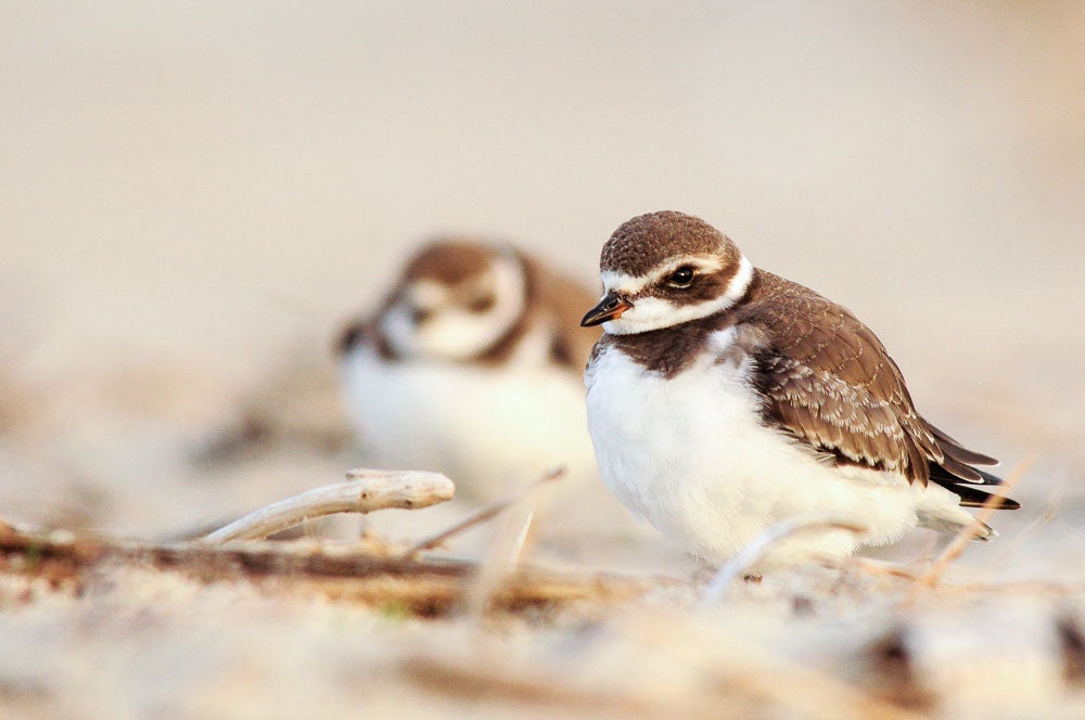Chorlo Semipalmeado. Foto: Pat Ulrich/Premios de Fotografía Audubon