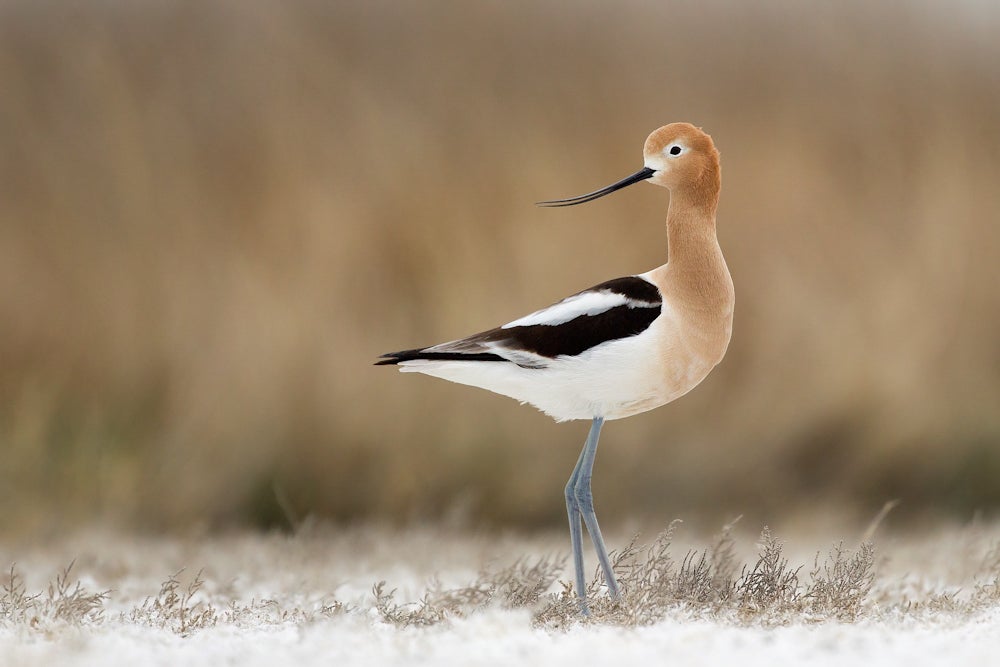 Avoceta Americana. Foto: Melissa Groo/Premios de Fotografía Audubon