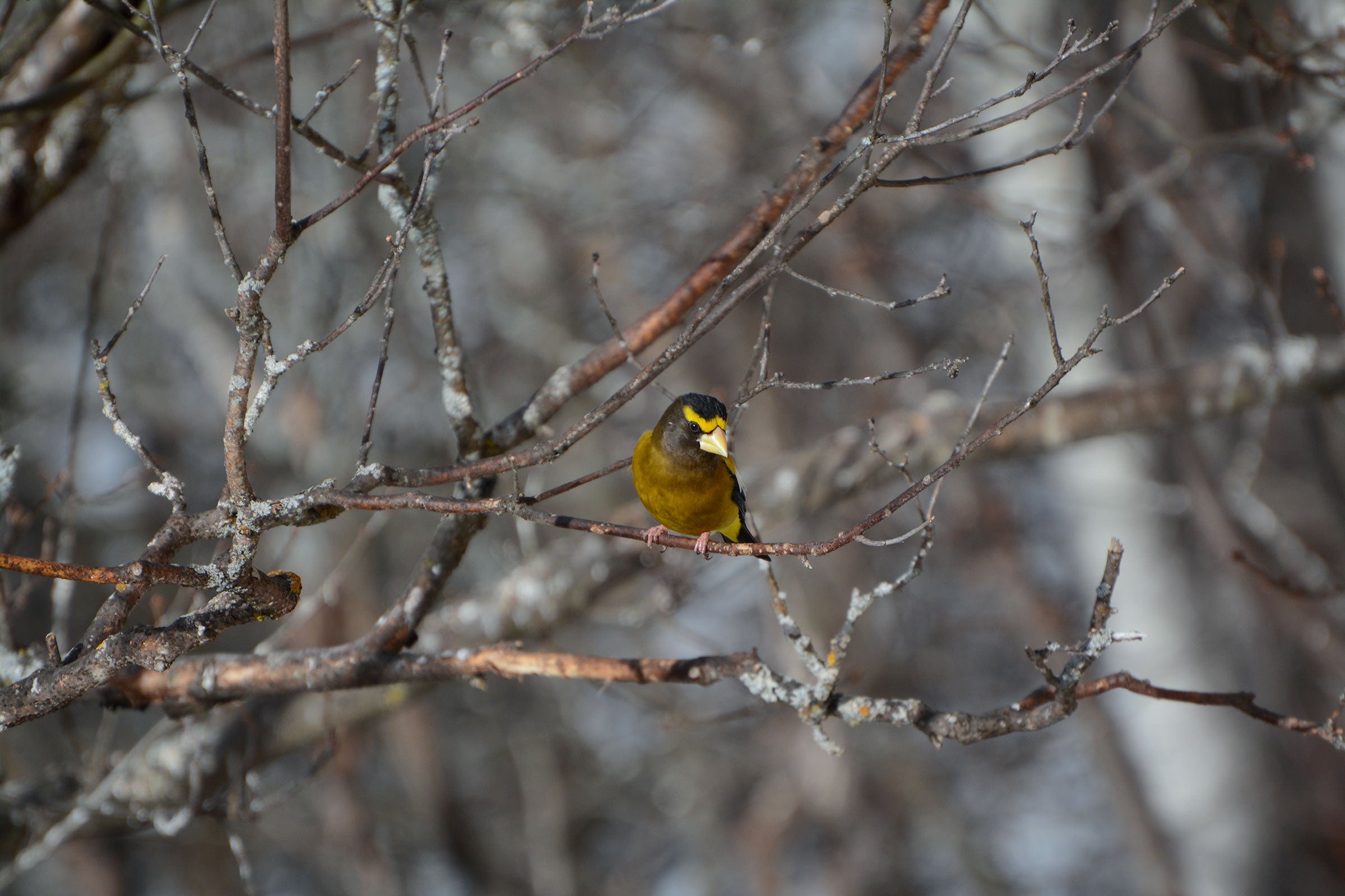 Evening Grosbeak. Kathy Webb/Great Backyard Bird Count