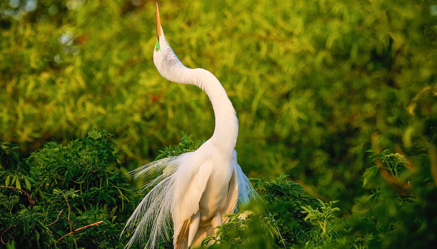 Audubon Florida Assembly | Audubon