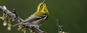 Amazing Adaptations! | The Mysteries of Migration