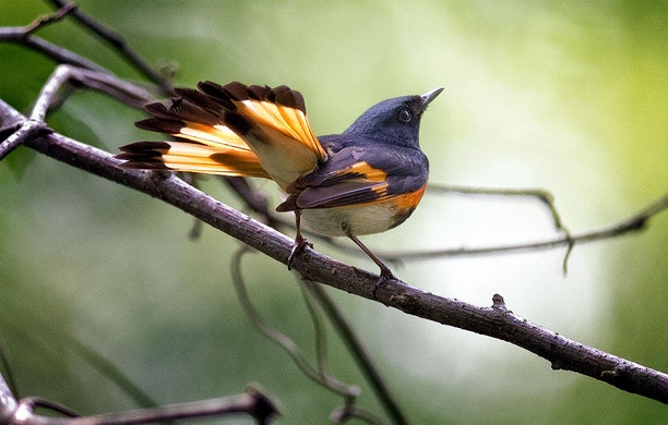Identifying Birds | Audubon