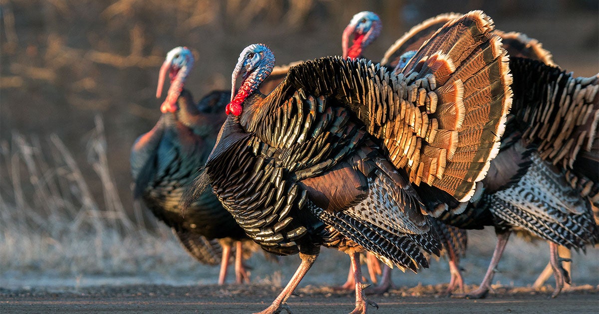www.audubon.org
