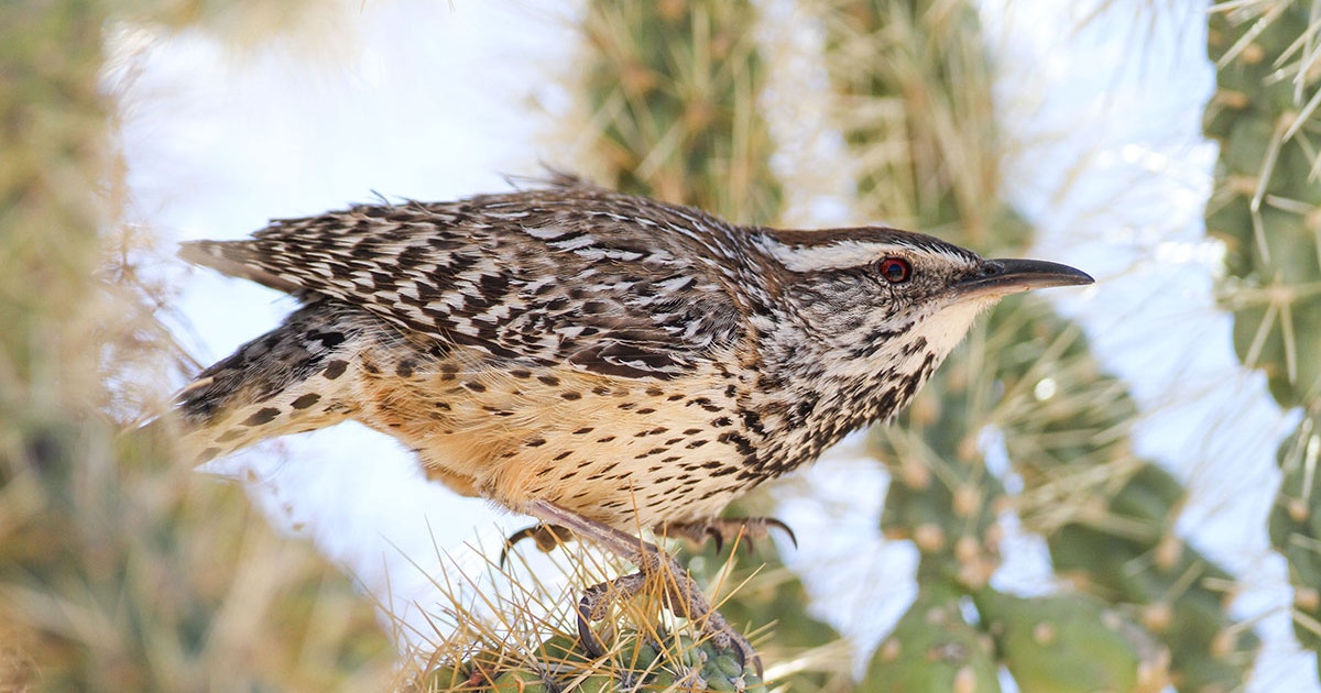 How Do Birds Survive In The Desert